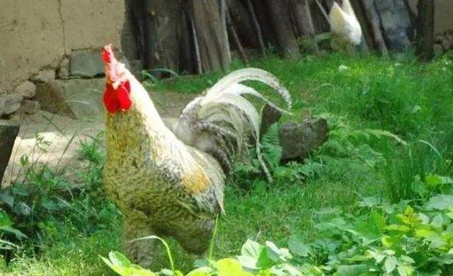 鸡肚子有蛔虫该怎么办?买什么药快速治疗?农村养鸡人有妙招