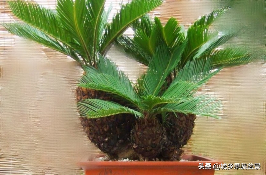 铁树盆景养殖技巧,铁树盆景制作全过程