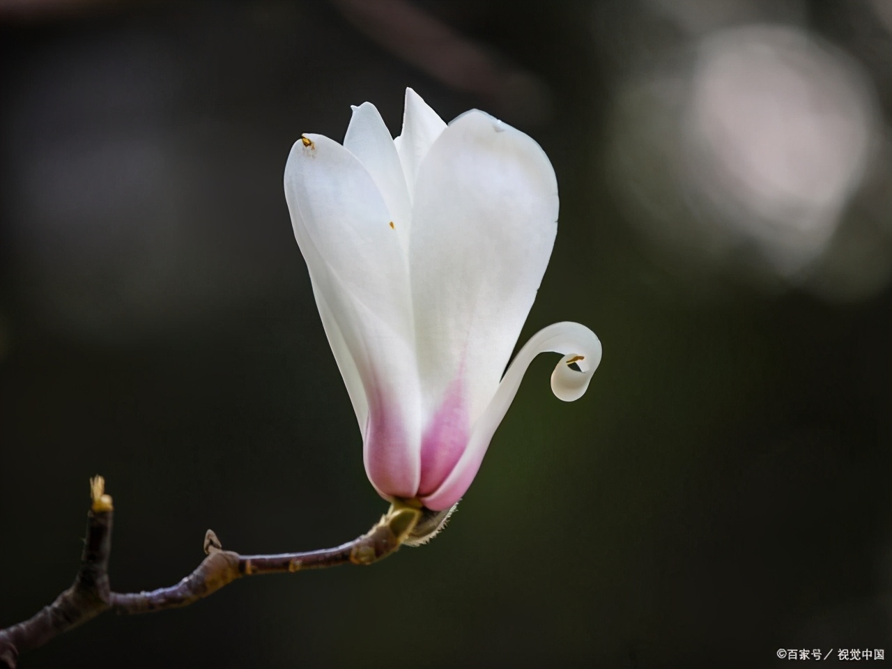 江南四大才子文徵明眼中的玉兰是什么样子？不仅美，还特别有诗意