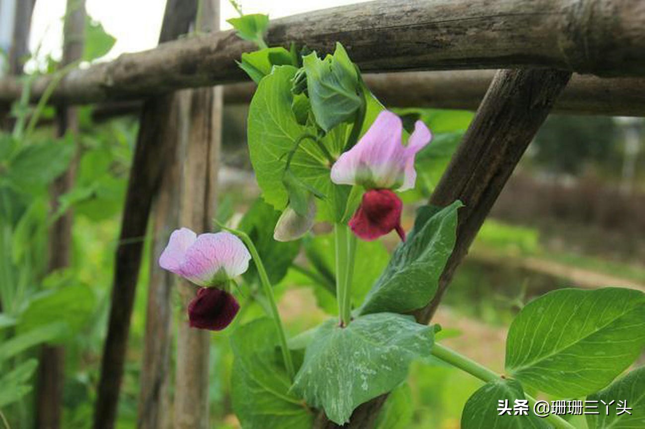 广州的后花园,广州的后花园是哪