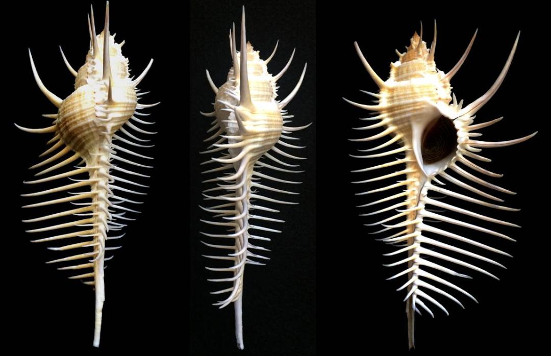 揭秘动物世界的“冷知识”,动物世界中的奇妙之处