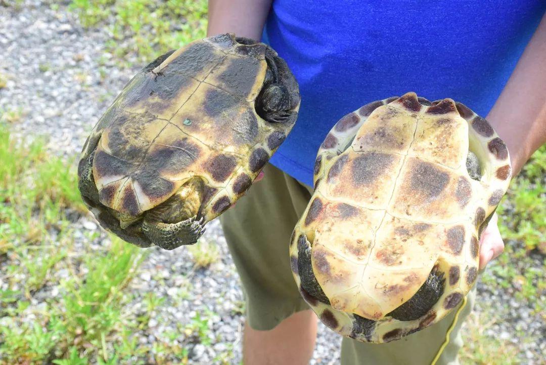 曝光这个龟痴老板,坐拥20多亩养龟场,就为做一瓶龟苓膏