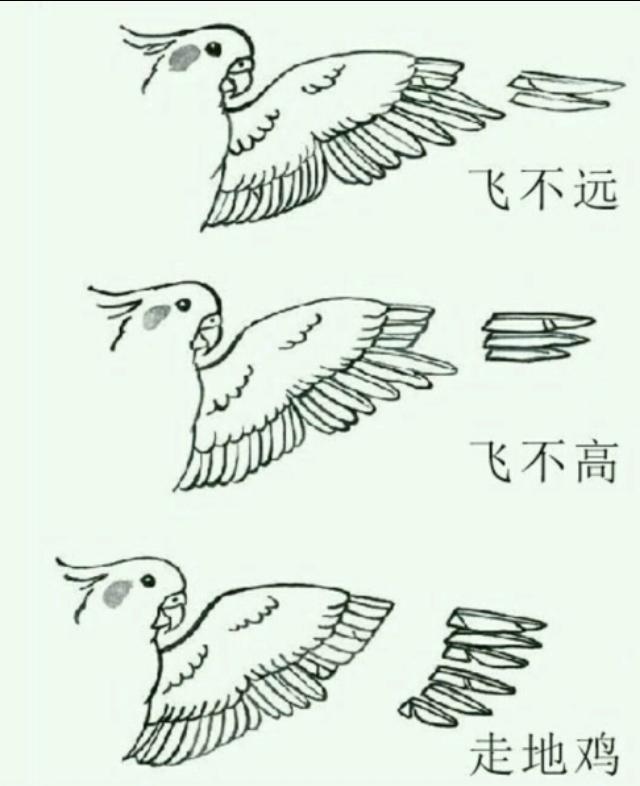 鹦鹉剪飞羽以后怎么训练,鹦鹉什么时候剪羽最好