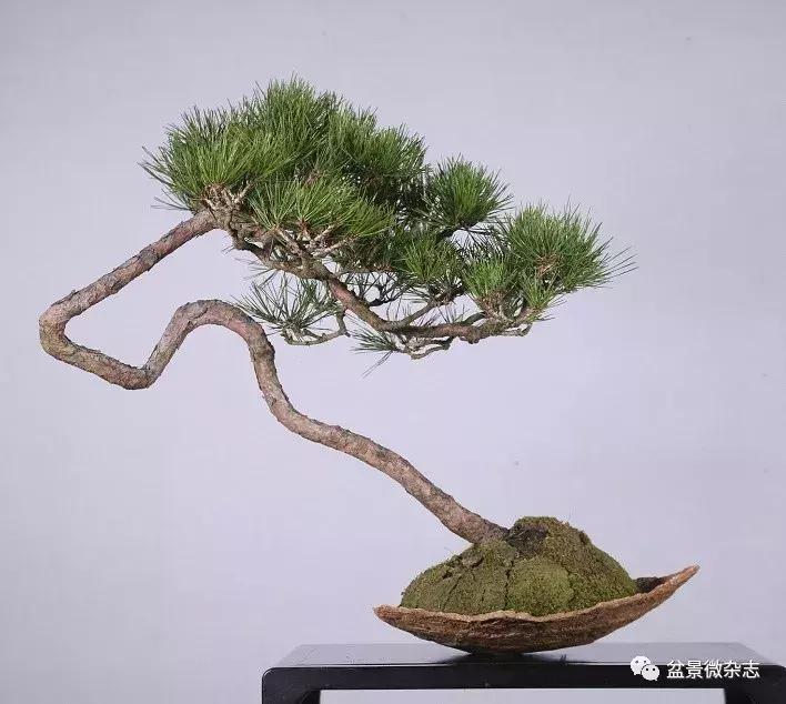 日本精品微型盆景介绍,日本盆景与中国盆景树种比较