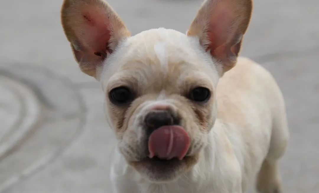 狗狗不想要了送哪里,狗狗不想要了最好扔在哪里