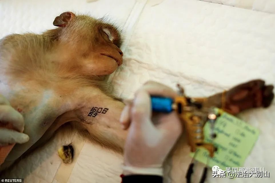 泰国疫情猴子,泰国猴子抗击疫情视频