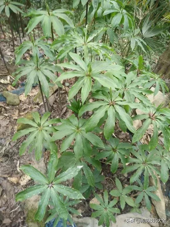 七叶一枝花民间传说,农村野生七叶一枝花