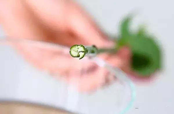 玫瑰鲜花养护方法和时间,玫瑰花束怎么养护延长花期呢