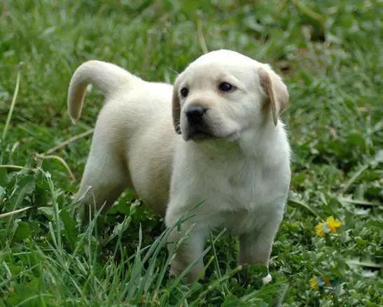 45种狗狗,45种狗狗很难得一见你认识几种