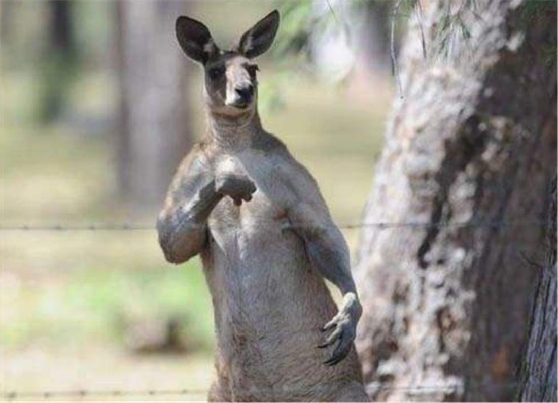 盘点袋鼠打人反被打死,袋鼠打人被踢倒