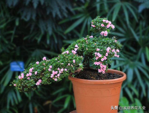 养花土有小黑飞有什么好办法去除,养花小黑飞