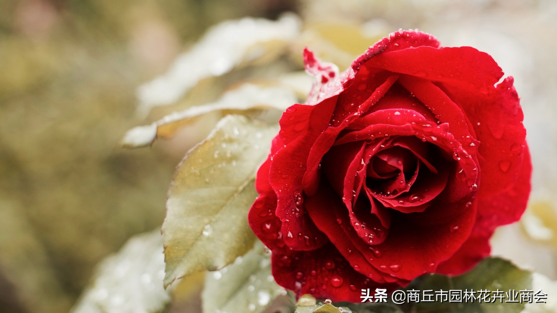 鲜花店卖的玫瑰,鲜花店卖玫瑰花