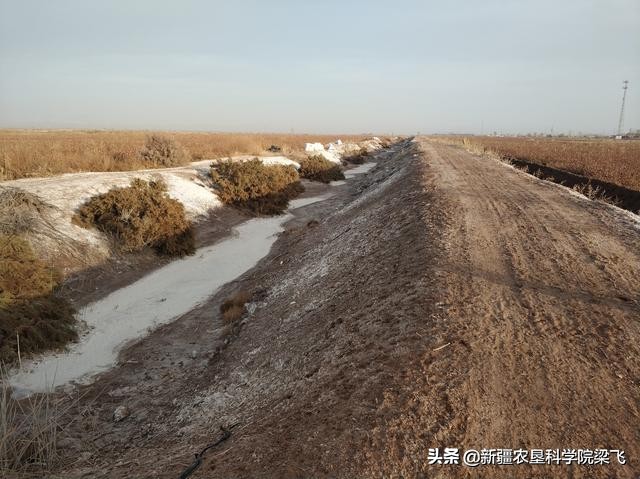 农村盐碱土地怎么处理,耕地盐碱化治理
