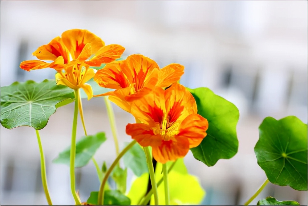 常见花卉养殖总汇,各种花卉植物养殖方法??