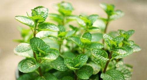 绿萝吊兰的扦插养殖方法视频,绿萝的修剪与扦插方法