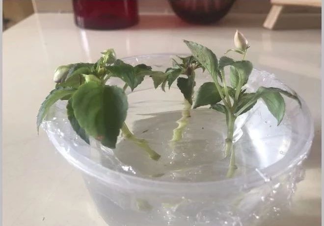 凤仙花的修剪方法和技巧,朋友家的凤仙花