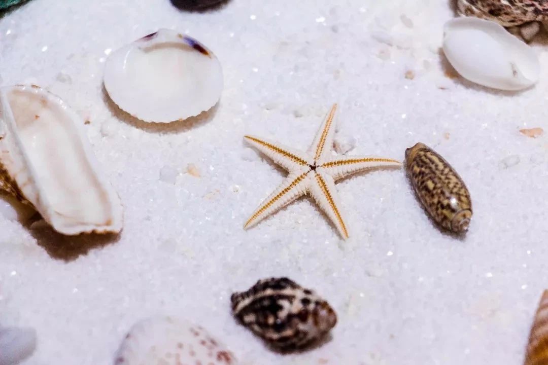 深圳旅游攻略地铁沿线景点,深圳市地铁2号线打卡的24个景点