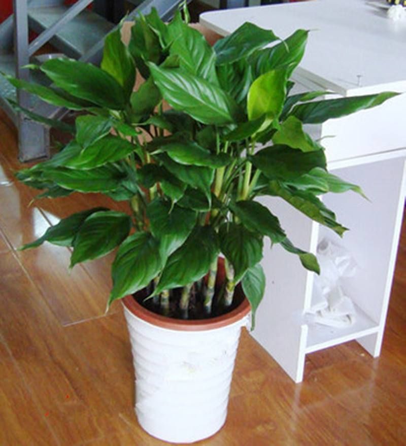 万年青烂根还有黄叶怎么解决,万年青枯叶子怎么办