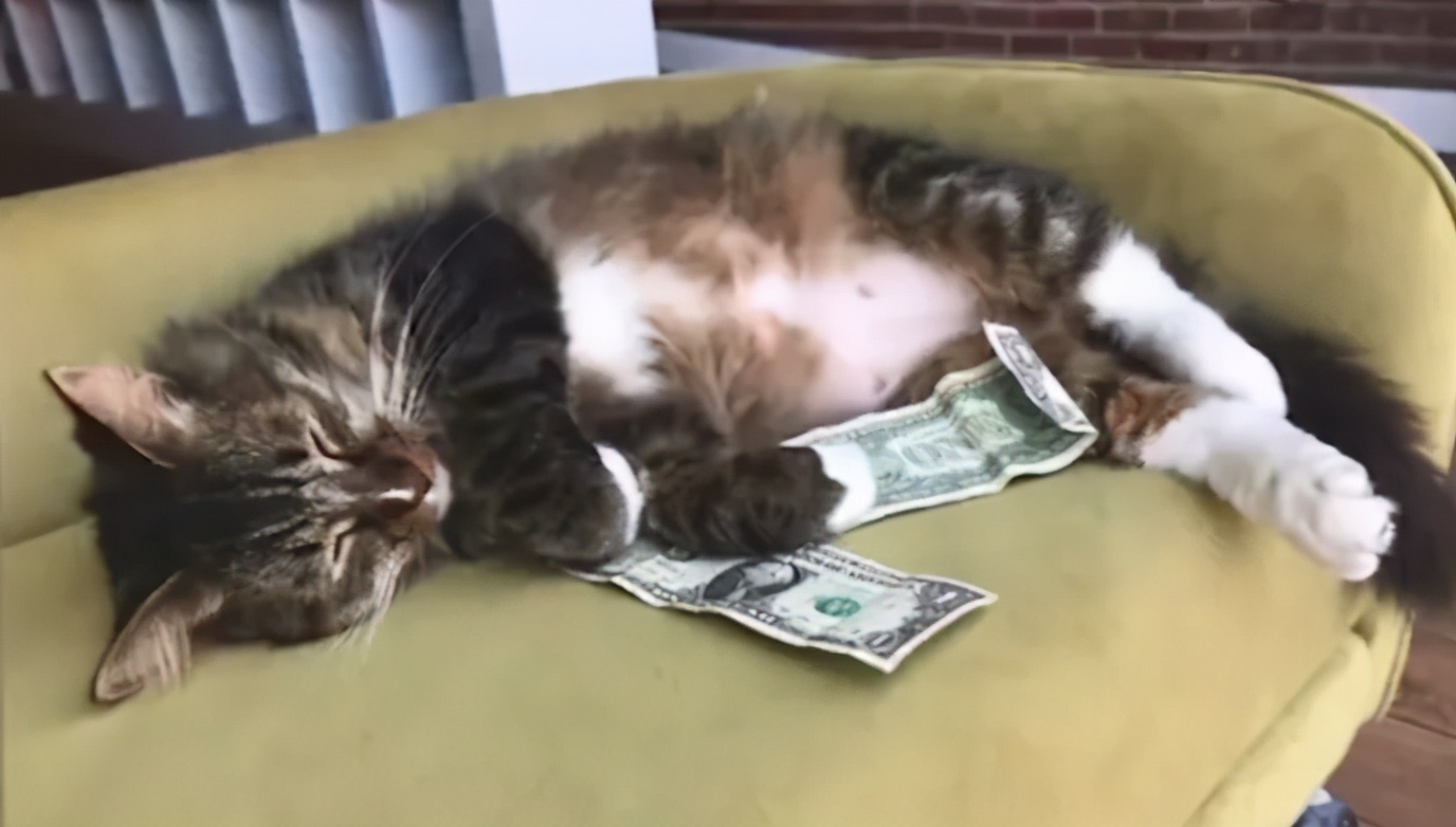 招财猫美国,招财猫可以招财