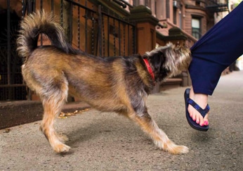 狗狗咬裤脚是什么预兆,狗狗老是咬腿上的毛怎么办