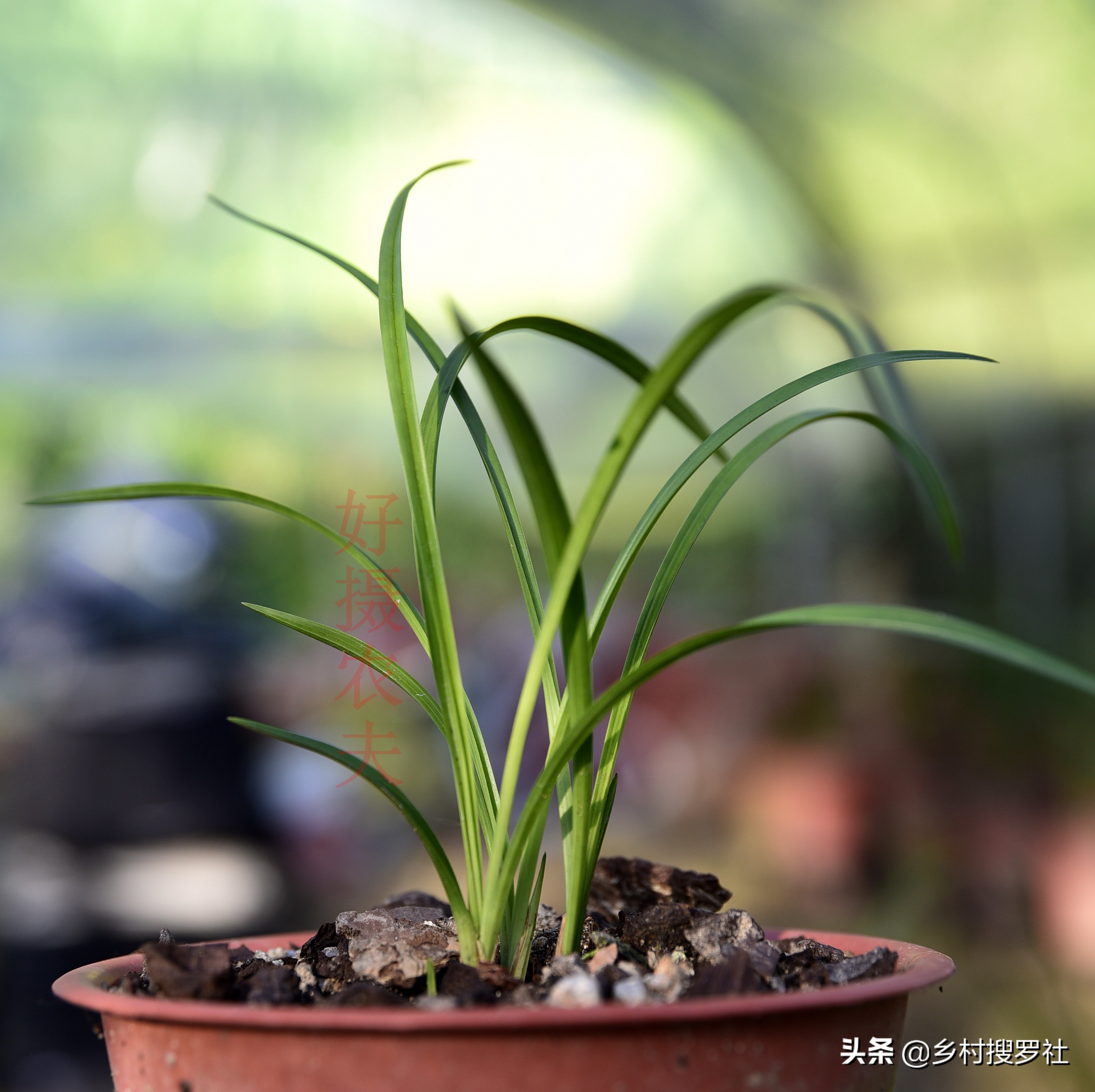 春兰芦头特点,春兰老苗还能发新芽吗