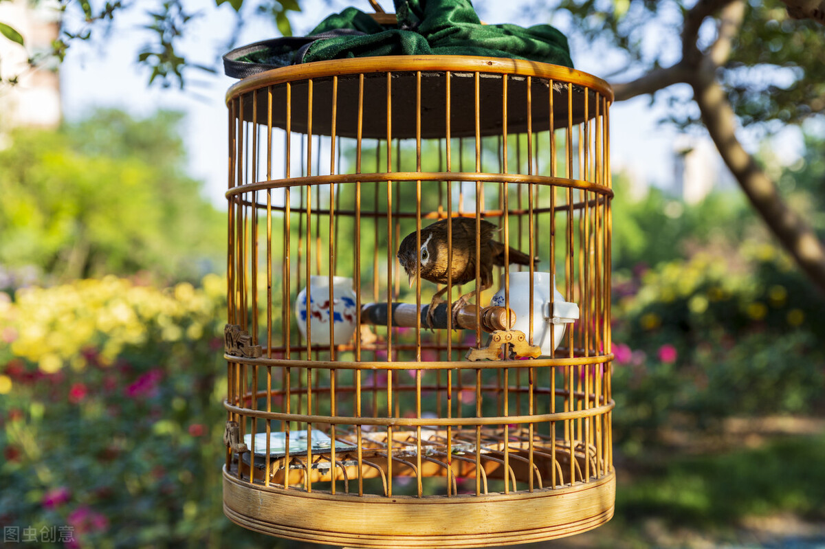 鸟感冒了还能晒太阳吗,鸟感冒了就是禽流感吗