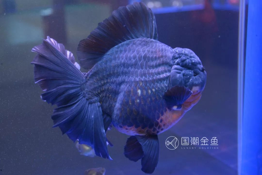 中国金鱼历史简介,中国金鱼鉴赏与文化