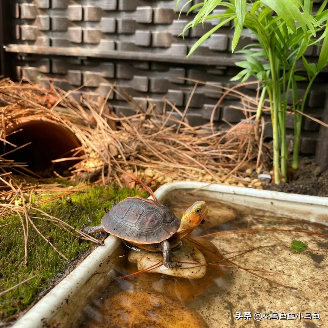 养黄缘环境能养草龟吗,养龟黄缘环境