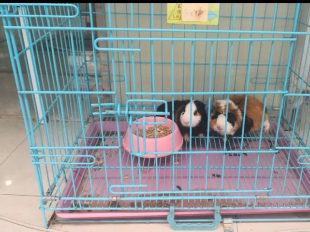 走近瑞派宠医|胡浩院长：好医生要慢着来