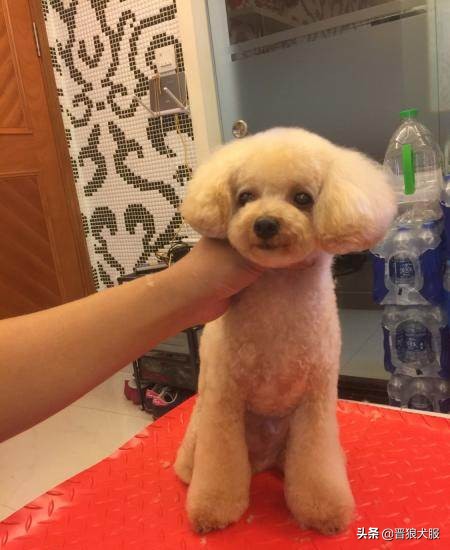 泰迪犬的秘密你知道吗,健康的泰迪犬都有哪些特别的表现