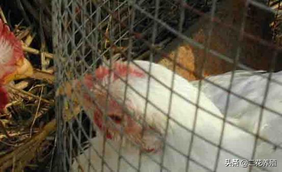 小鸡得的病医治方法,小鸡最容易生什么病怎么防治