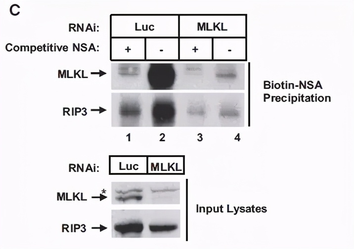 跟大牛学习,跟大牛学什么技术好