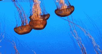 人类面临的生态困境包括哪,生态农业的可能性以及前景