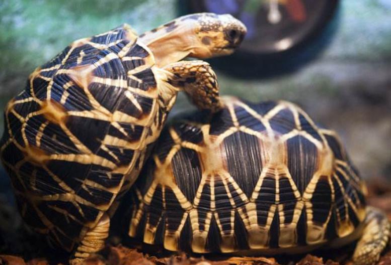 印度星陆龟能养吗,印度星陆龟如何养