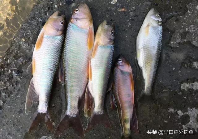 钓马口鱼的最佳方法路亚,路亚溪流钓马口鱼的最佳方法