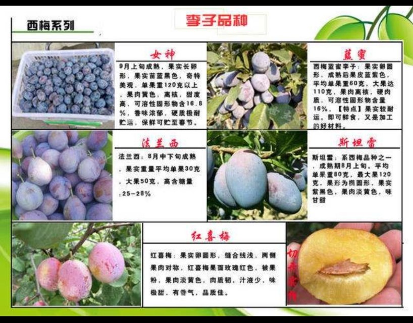 盆栽西梅种植方法全过程,加州西梅的种植秘密你了解多少