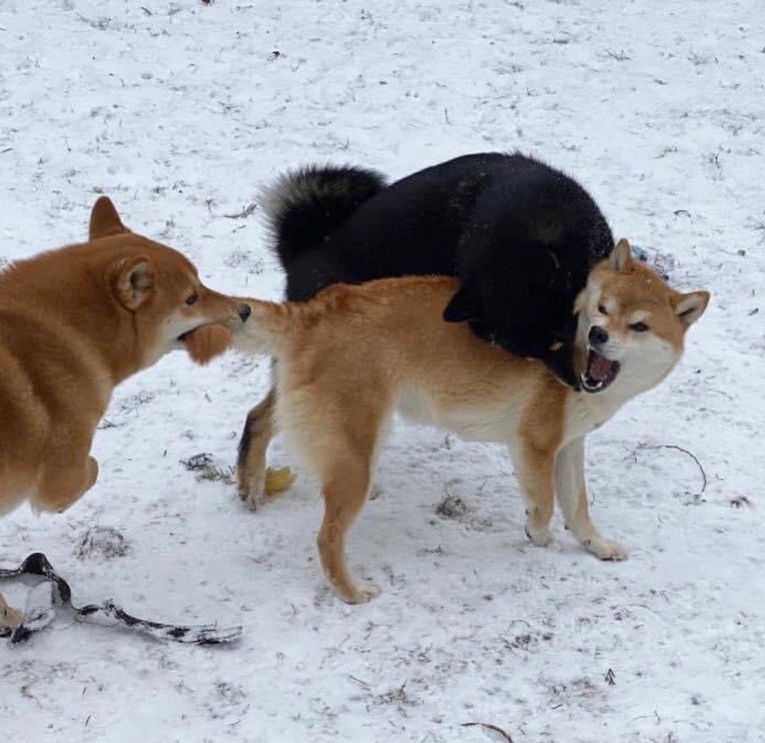 柴犬幼犬比较皮不听话怎么办,柴犬有时候不听话你该怎么办
