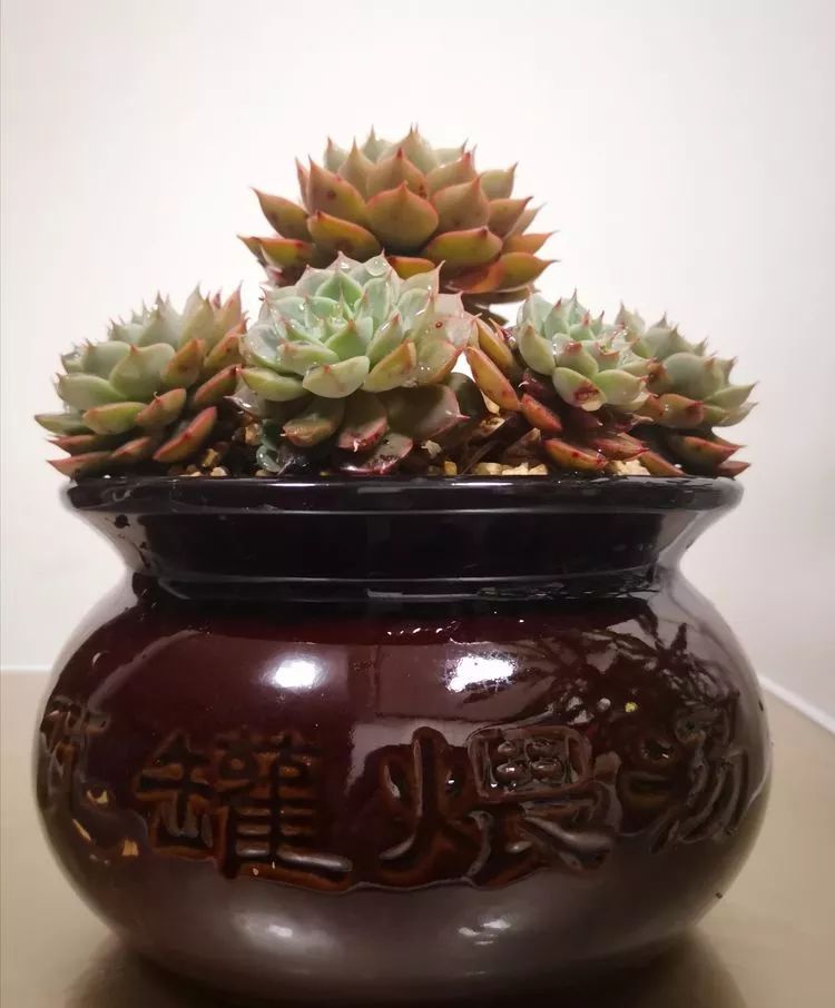 一花一世界多肉园艺,一花一世界一叶一菩提多肉植物