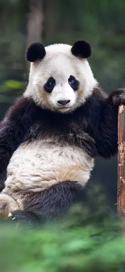 为什么全世界都喜欢大熊猫,世界各地的人们都喜爱大熊猫英语