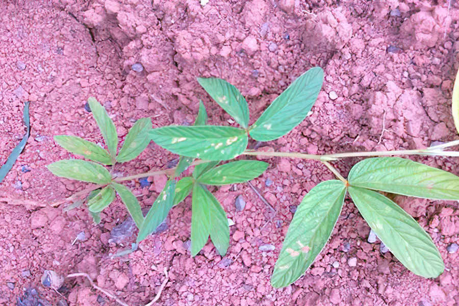 人称“一条根”，农民腌咸菜用它防蝇，名字带“茶”却不能泡茶