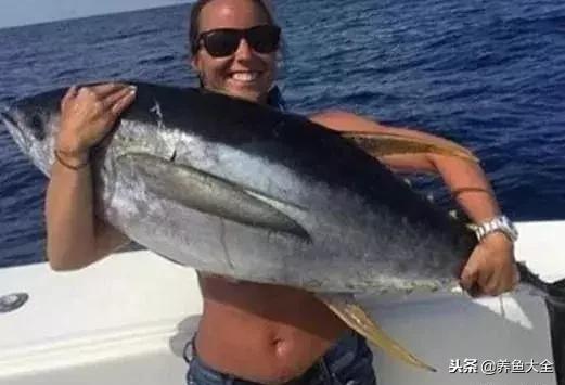 中国最贵的观赏鱼排行榜top10,最贵金龙鱼观赏鱼多少钱一条