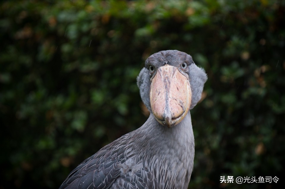 鳄鱼耐饥饿能力到底有多强,鳄鱼的致命弱点