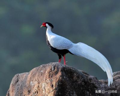 鸟类名字生僻字,带有鸟字的生僻字