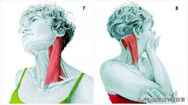 肌肉拉伸组图,最全的16种肌肉拉伸动作