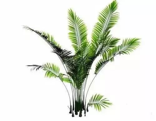 放卧室的观赏植物,适合放房间的植物好看