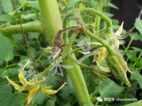 番茄灰霉病高温闷棚需要多少度,番茄灰霉病阴雨天可以打药吗