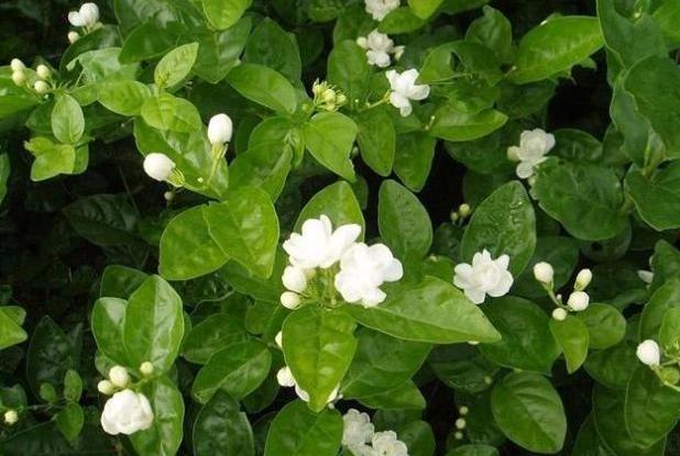 茉莉花如何修剪可以枝繁叶茂,如何养茉莉花才能枝繁叶茂