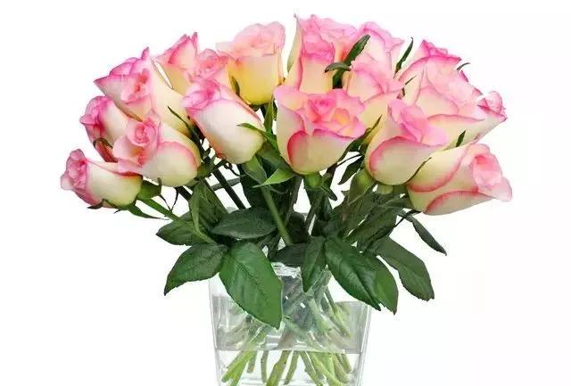 100种玫瑰图片大全,介绍100种不同品种的玫瑰视频