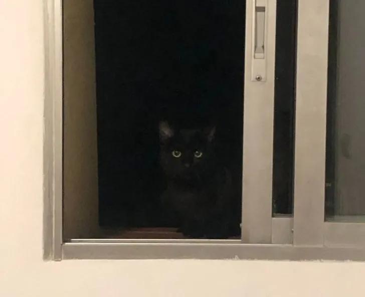 与陌生的猫接触,两只不认识的猫咪相遇会发生什么