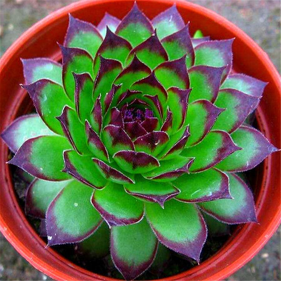 观音莲怎么服盆快生长快,观音莲怎么上色最好看